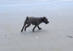 Happy dog running outdoors