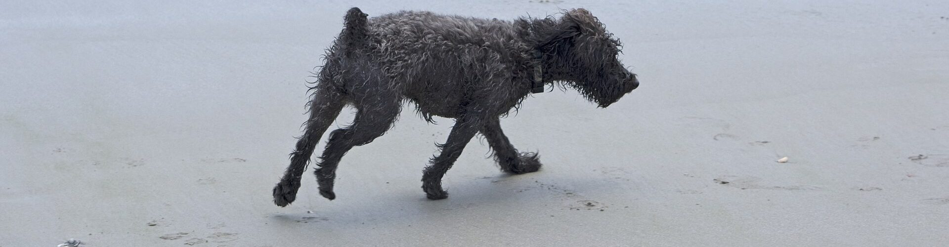 Happy dog running outdoors