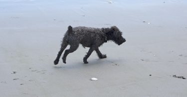 Happy dog running outdoors