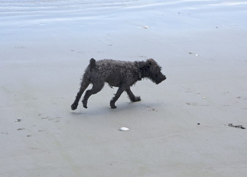 Happy dog running outdoors